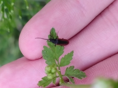 Omalisus fontisbellaquei