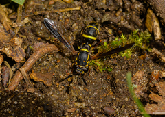 Sphiximorpha willistoni