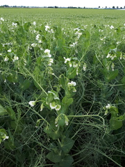 Pisum sativum sativum