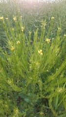 Barbarea stricta