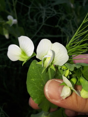 Pisum sativum sativum