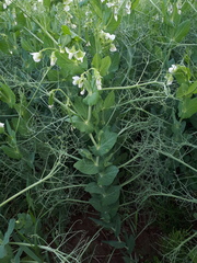 Pisum sativum sativum
