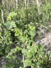 Ribes inerme inerme