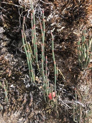 Ephedra americana