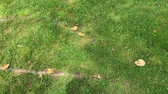 Cerioporus squamosus