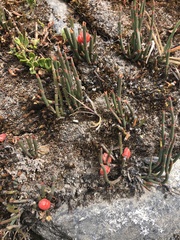 Ephedra americana