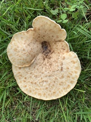 Cerioporus squamosus