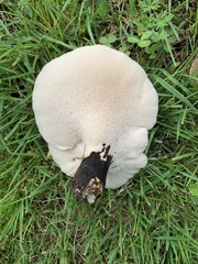 Cerioporus squamosus