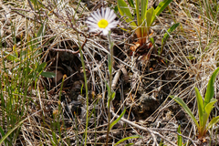 Erigeron peregrinus