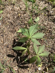 Aesculus