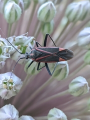 Hadrodemus