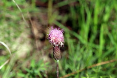 Cirsium lecontei