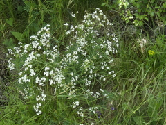 Galium glaucum murcicum