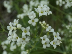 Galium glaucum murcicum