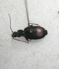 Agonum extensicolle