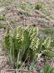 Veronica ritteriana
