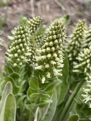 Veronica ritteriana