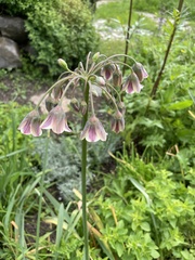 Allium siculum