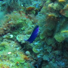 Gramma melacara