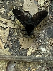 Chrysopilus connexus