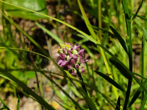 Image of Senega mariana by (c) Samuel A Schmid, PhD, PWS, some rights reserved (CC BY)