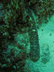 Holothuria thomasi