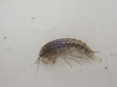 Gammarus roeselii