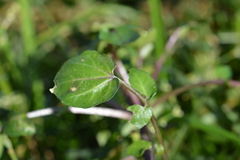 Nasturtium officinale