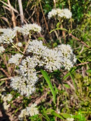 Grazielia