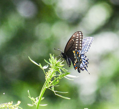 Papilio polyxenes