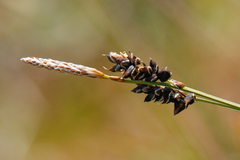 Carex stylosa
