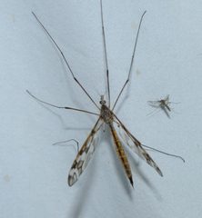 Tipula trivittata