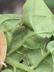 Aphis fabae solanella