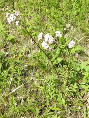Valeriana rossica