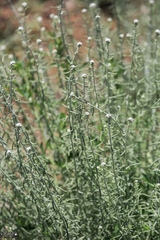 Achillea falcata