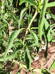 Grazielia