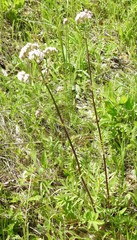 Valeriana rossica