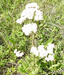 Valeriana rossica