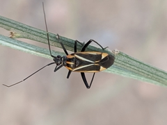 Hadrodemus
