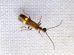 Malthodes marginatus