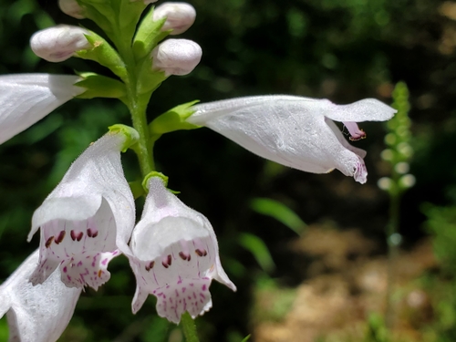 Image of Physostegia angustifolia by (c) Samuel A Schmid, PhD, PWS, some rights reserved (CC BY)