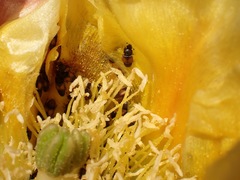 Carpophilus hemipterus