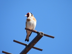 Carduelis carduelis