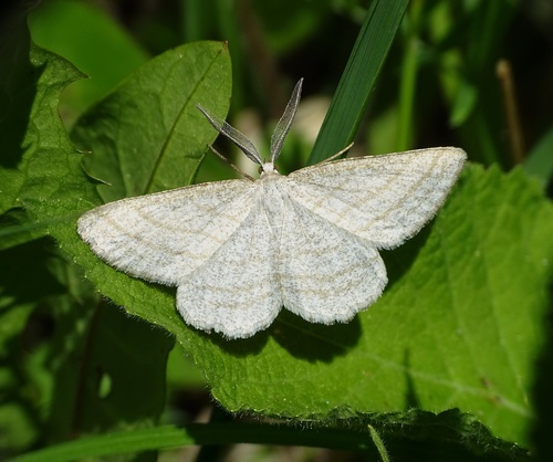 Perconia strigillaria (Hübner, 1787)