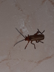 Cantharis rufa