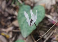 Cyclamen balearicum