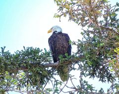 Haliaeetus leucocephalus