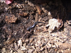 Plethodon albagula