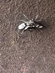 Desmia funeralis