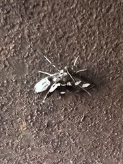Desmia funeralis